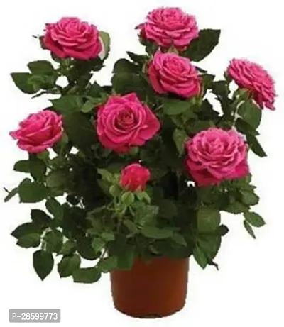 Platone Rose Plant LiveNatural Plant Red Minichar Rose Flower