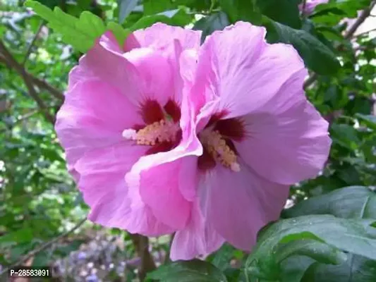 Platone Hibiscus Plant hibiscus plant _99