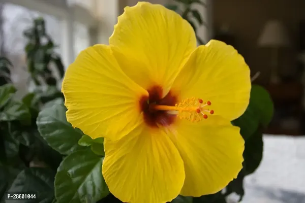 Platone Hibiscus Plant yellow hibiscus09