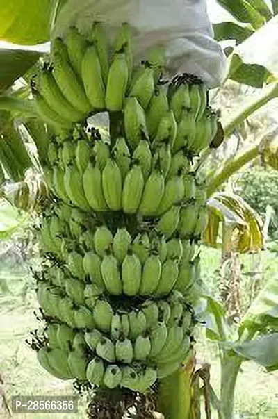 Platone Banana Plant Pisang Awak Banana Plant