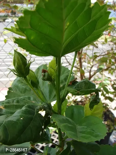 Platone Hibiscus Plant hibiscus plant 22-thumb0