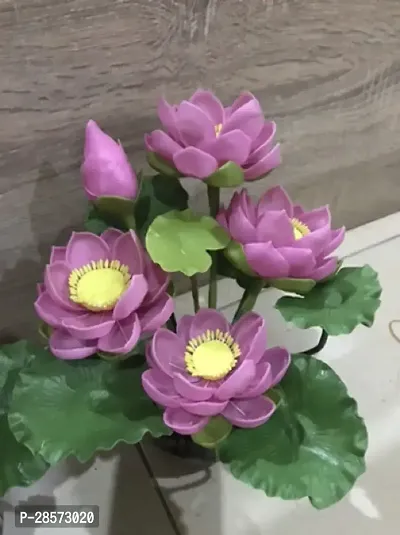 Platone Lotus Plant Lotus plant 16