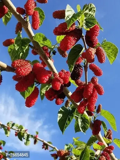 Platone ShahtootMulberry Plant imported Mulberry plant-444