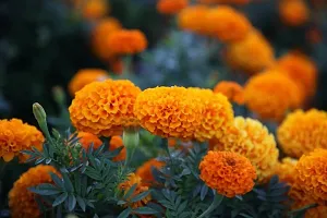 Platone Marigold Plant ecoworldsMarigold Plant-thumb1