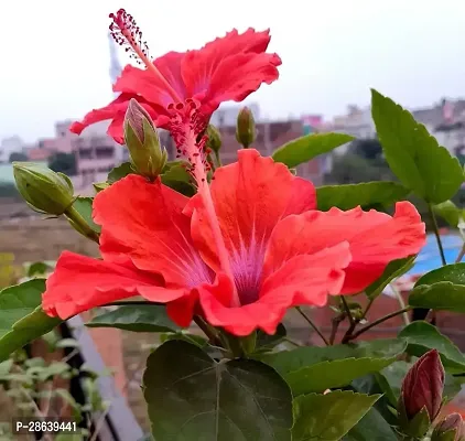 Platone Hibiscus Plant Hibiscus Red Live Flower Plant Disha-90002