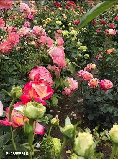 Platone Rose Plant Multi Colour