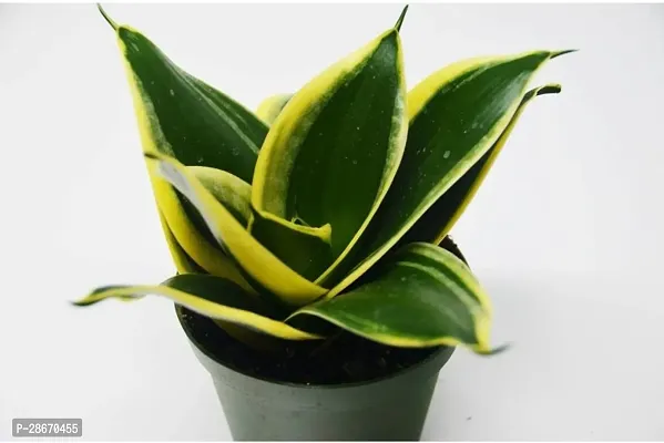 Platone Snake Plant Sansevieria Gold Flame Snake Plant La Rubia Oxigen Plant-thumb2