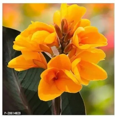 Platone Canna Lily Plant Canna Lily Plant-8