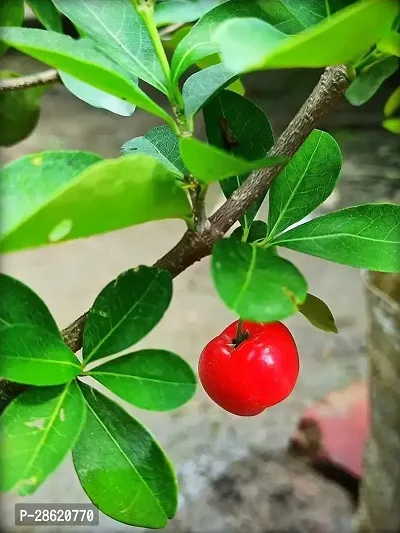 Platone Cherry Fruit Plant Barbados Cherry Live Plant.v03