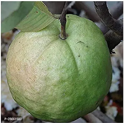 Platone Guava Plant Saraswati Gardens Live Thai KG Big GuavaAmroodAmrud Fruit 1 Healthy Live Plant With Plastic Bag-thumb0