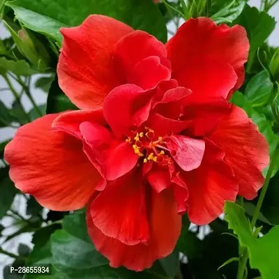 Platone Hibiscus Gudhal Flower Plant Hibiscus red d2