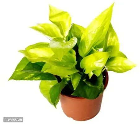 Platone Money Plant PLT-475-thumb0