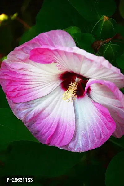 Platone Hibiscus Plant hibiscus plant 8071-thumb0