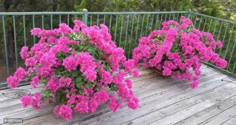 Platone Bougainvillea Plant Bougainvillea live plant with pot