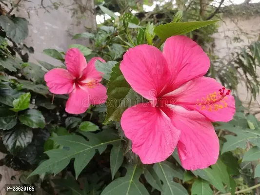 Platone Hibiscus Plant PINK HIBISCUS 5-thumb0