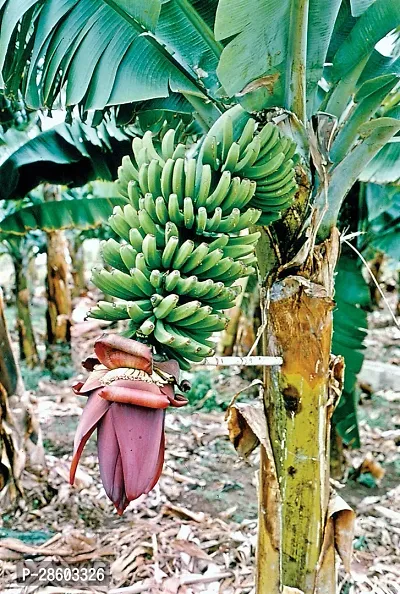 Platone Banana Plant bananasinghapuri-thumb0