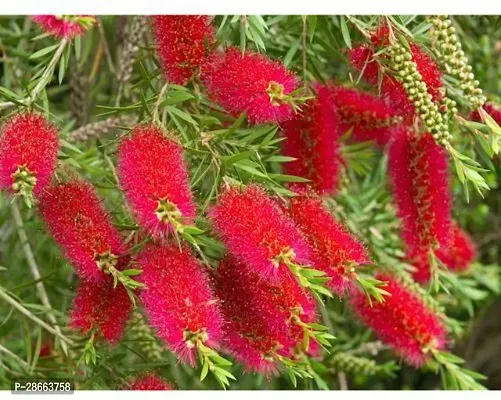 Platone Bottle Gourd Live Golden Bottle Brush Decorative Plant With Pot