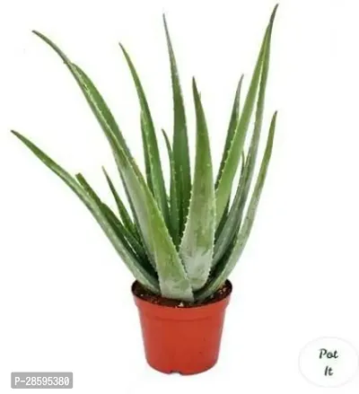 Platone Aloe Vera Plant GREENLEAVES ALOVERA PLANT-thumb0