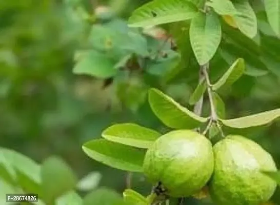 Platone Guava Plant Horizon guava plant-thumb0