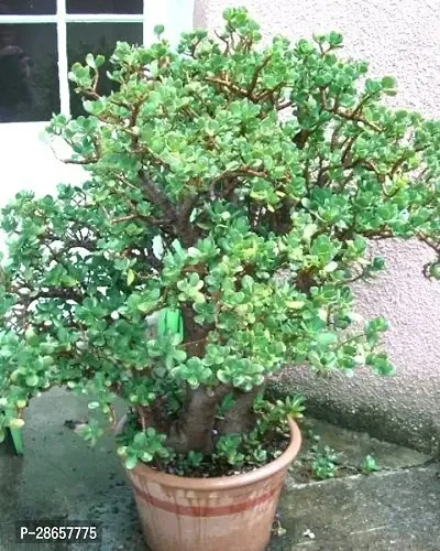 Platone Jade Plant Lucky jade plant-3-thumb0