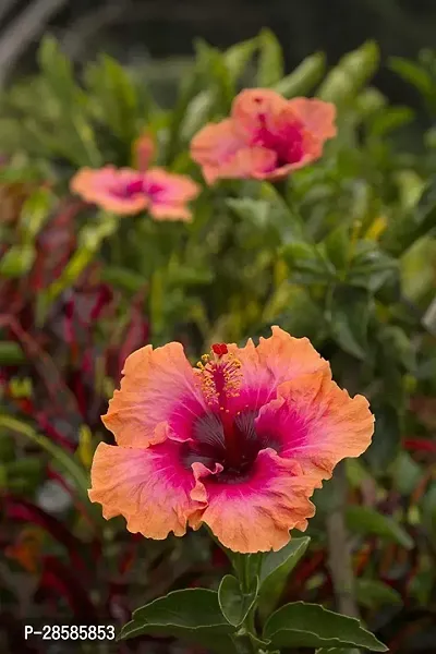 Platone Hibiscus Plant TIGHIBI57