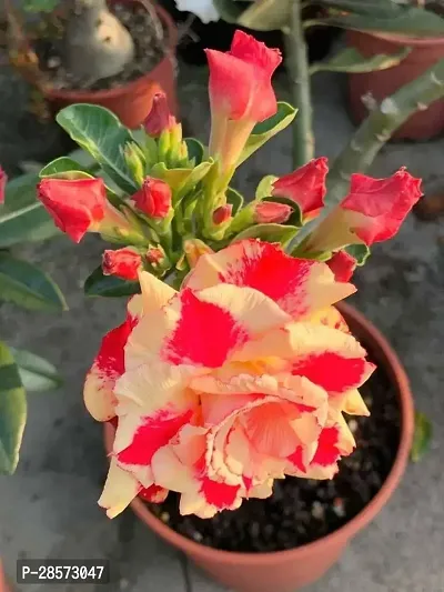 Platone Adenium Plant adii01