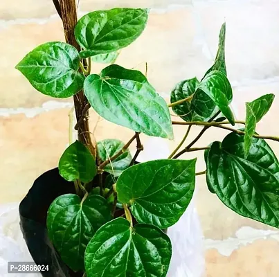 Platone Betel Leaf Plant BetelleafPan Plant With Pot 02-thumb0