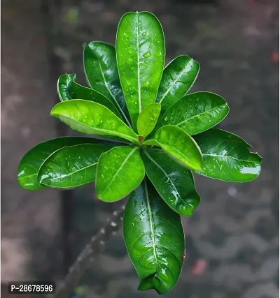 Platone Adenium Plant adenium plant 5006-thumb3