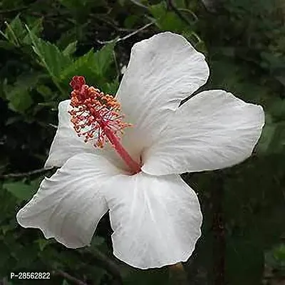 Platone Hibiscus Plant Hibiscus Plant (Pack of 1)