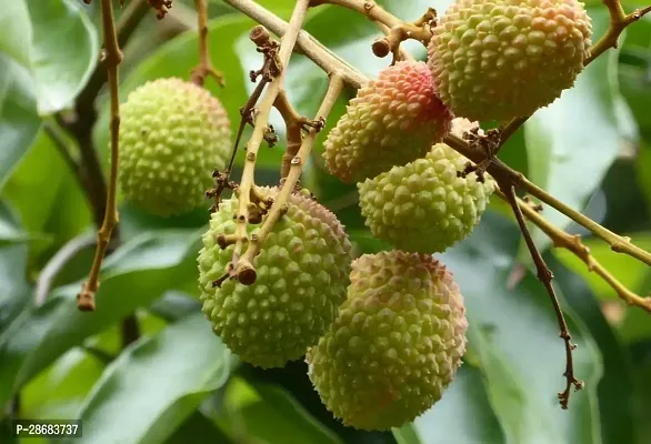 Platone Litchi Plant lssl01