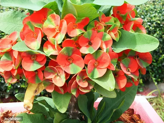 Platone Euphorbia Plant diffrent mili plant