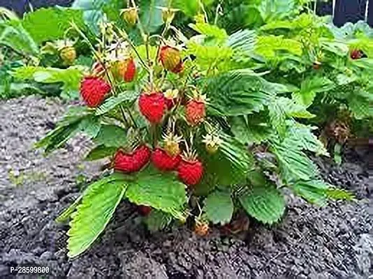 Platone Strawberry Plant strawbery3