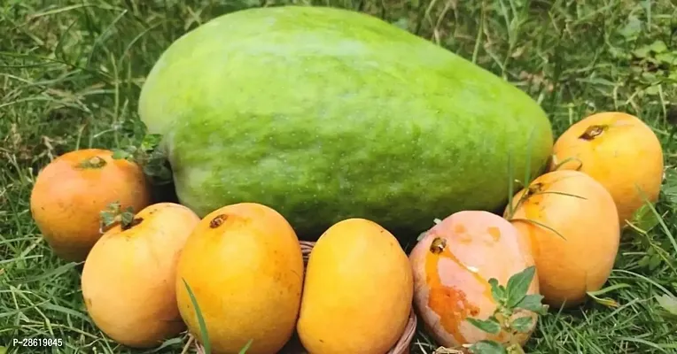 Platone Mango Plant 4 kg mango ,noorjahan