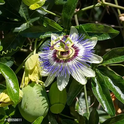 Platone Passion Plant Passion Flower Live Plant a6-thumb0