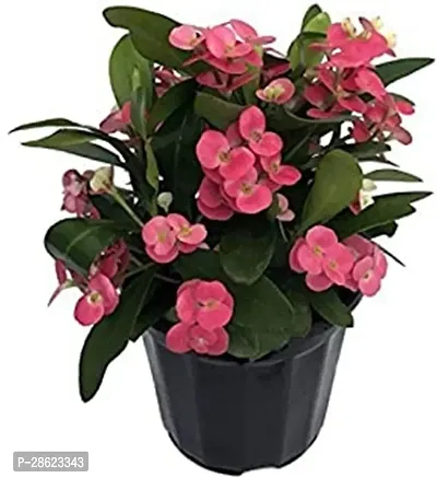 Platone Euphorbia Francoisii Plant Euphorbia Milii Crown of Thorns Christ Flower Plant with Pot-thumb0