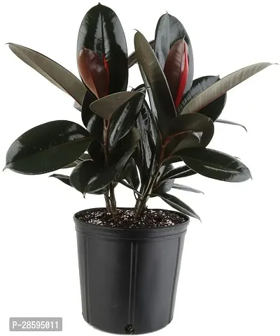 Platone Rubber Tree AS rubber plant 48