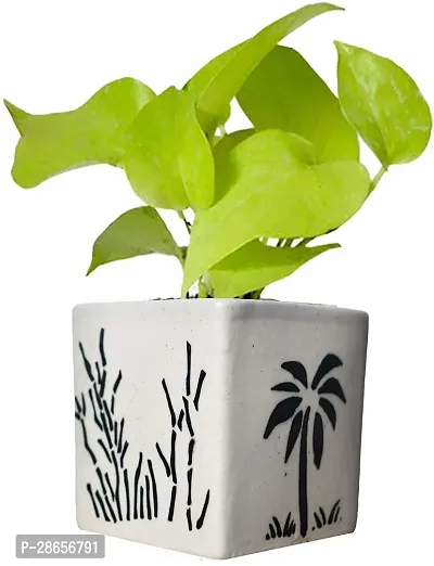 Platone Money Plant WoodGibbsGifts-WB-192-thumb0