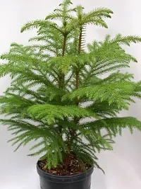 Platone Christmas Tree Plant XMASa34-thumb2