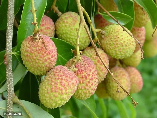 Platone Litchi Plant Lichi Plant (pack of 1) bb