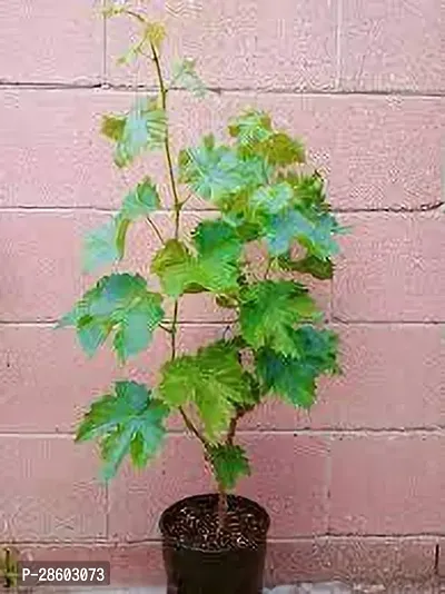 Platone Grapes Plant Black Seedless Grape Plant 1 Healthy Vine Cutting Plant With Black Pot (Set Of 1)