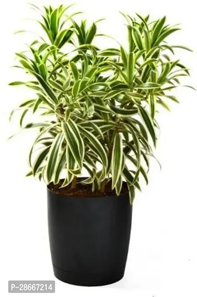 Platone Dracaena Plant ASD-PLS-307