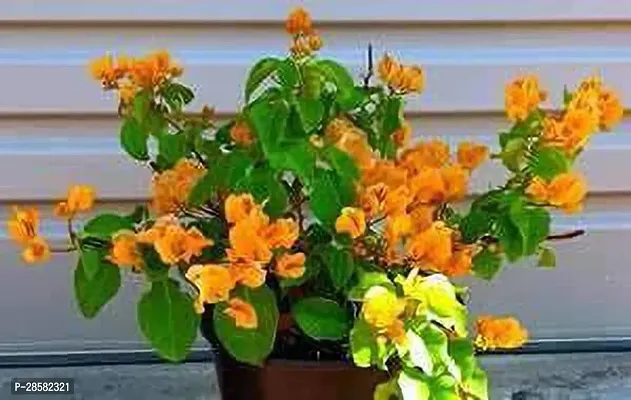 Platone Bougainvillea Plant 0011