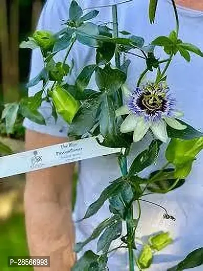 Platone Passion Plant PASSION FLOWER OLMN-thumb0