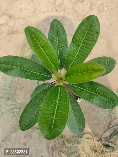 Platone Plumeria Plant Pink plumeria flowers plant.-thumb2