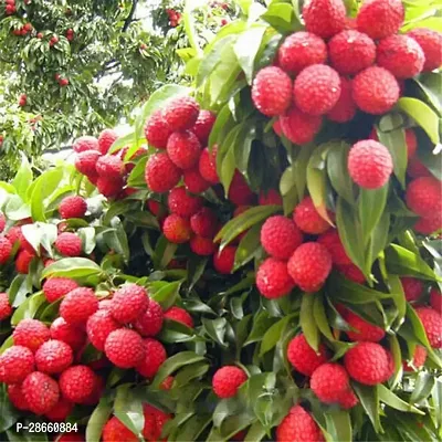 Platone Litchi Plant HYY-thumb0