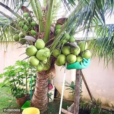 Platone Coconut Plant Coconut Plant18