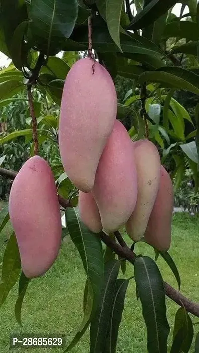 Platone Mango Plant mw01