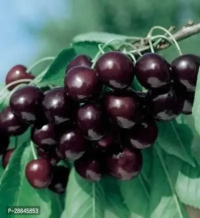 Platone Cherry Fruit Plant HYBRID CHERRY PLANT-thumb0