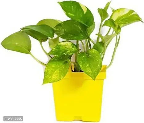 Platone Money Plant Money Plant-12