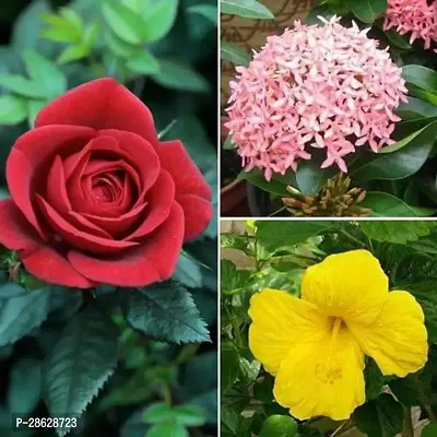 Platone Hibiscus Plant Top 3 Plants for Beautiful Flowers